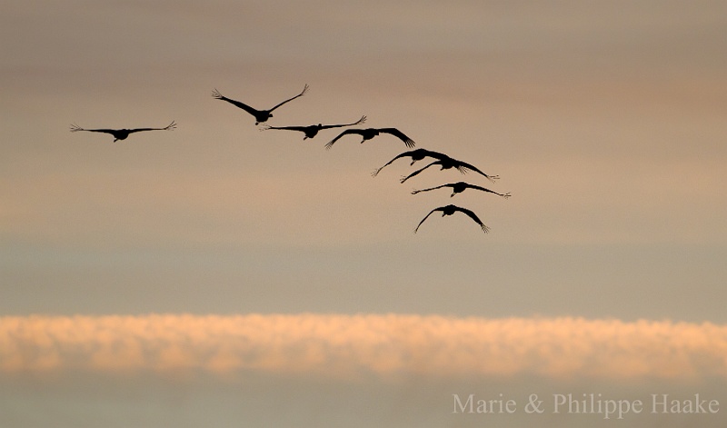 Grues 4103.jpg - Grues cendrées - Common Crane - Grus grus (Lac du Der, France, novembre 2011)